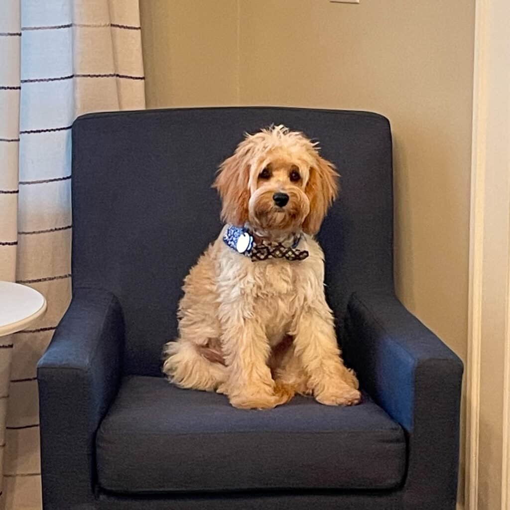 cavapoo with buff colors fur sitting in a blue chair