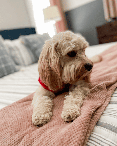 master bedroom refresh picture of a dog laying on a pink blanket on a white and grey striped comforter