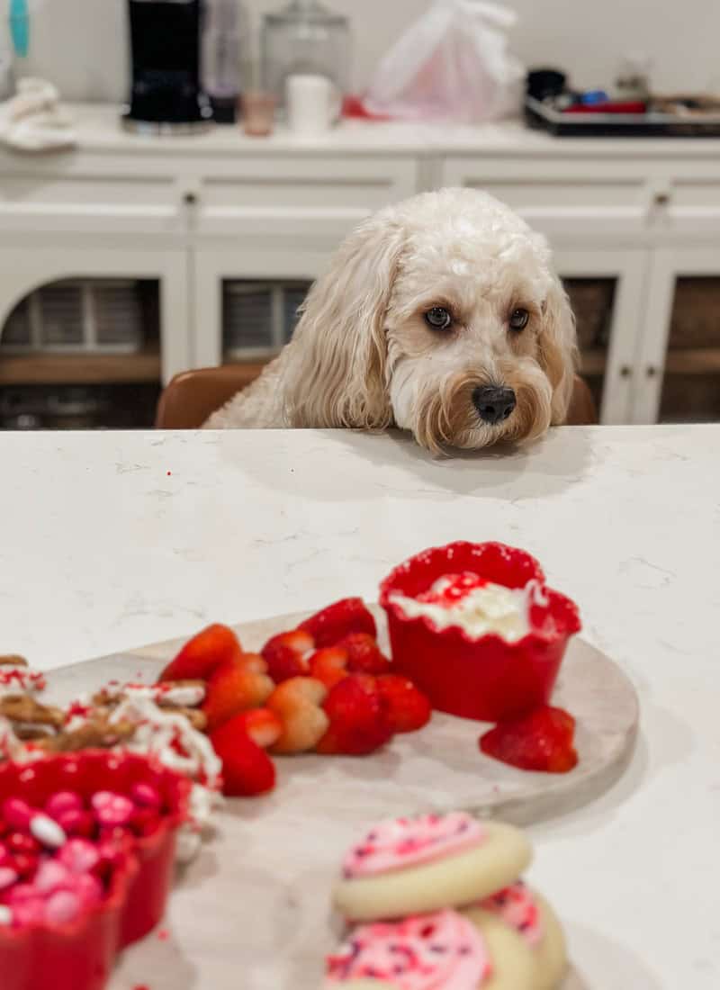 valentines charcuterie board with cavapoo dog in background