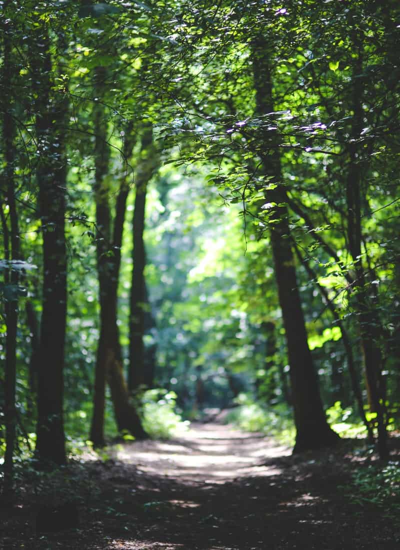 2026 Word Of The Year: Purge